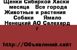 Щенки Сибиркой Хаски 2 месяца - Все города Животные и растения » Собаки   . Ямало-Ненецкий АО,Салехард г.